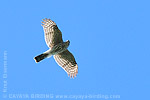 Sharp-shinned Hawk