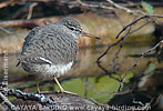 Spotted Sandpiper