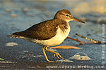 Spotted Sandpiper