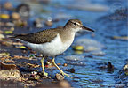 Spotted Sandpiper