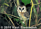 Unspotted Saw-whet Owl