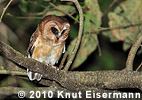 Unspotted Saw-whet Owl