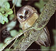 Unspotted Saw-whet Owl