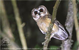 Unspotted Saw-whet Owl