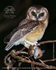 Unspotted Saw-whet Owl