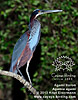 Agami Heron