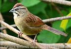 Rusty Sparrow