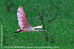 Roseate Spoonbill