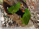 White-fronted Parrot