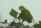 Yellow-naped Parrot