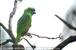 Yellow-naped Parrot