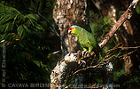 Red-lored Parrot