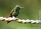 Berylline Hummingbird