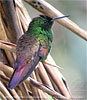 Berylline Hummingbird