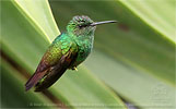 Berylline Hummingbird