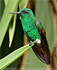 Berylline Hummingbird