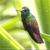 Berylline Hummingbird