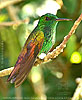 Berylline Hummingbird