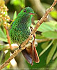 Berylline Hummingbird