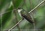 White-bellied Emerald