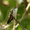 White-bellied Emerald