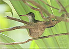 White-bellied Emerald nesting