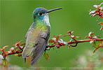 Azure-crowned Hummingbird perched on Fuchsia microphylla