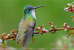 Azure-crowned Hummingbird