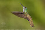 Azure-crowned Hummingbird