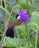 Blue-tailed Hummingbird