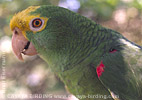 Yellow-headed Parrot