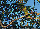 Yellow-headed Parrot