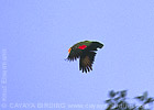 Yellow-headed Parrot