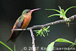 Cinnamon Hummingbird