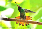 Rufous-tailed Hummingbird