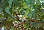 Rufous-tailed Hummingbird nesting