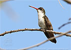 Green-fronted Hummingbird