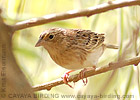 Grasshopper Sparrow