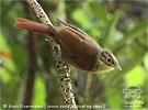 Scaly-throated Foliage-gleaner