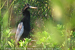 Anhinga