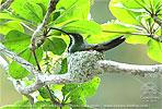 Green-breasted Mango nest