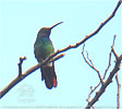 Green-breasted Mango male