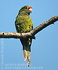 Orange-fronted Parakeet