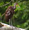 Limpkin