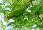 Olive-throated Parakeet