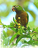 Olive-throated Parakeet