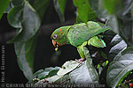 Pacific Parakeet
