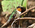 male Ruby-throated Hummingbird