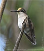 female Ruby-throated Hummingbird pollen-powdered