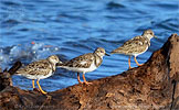 Ruddy Turnstone